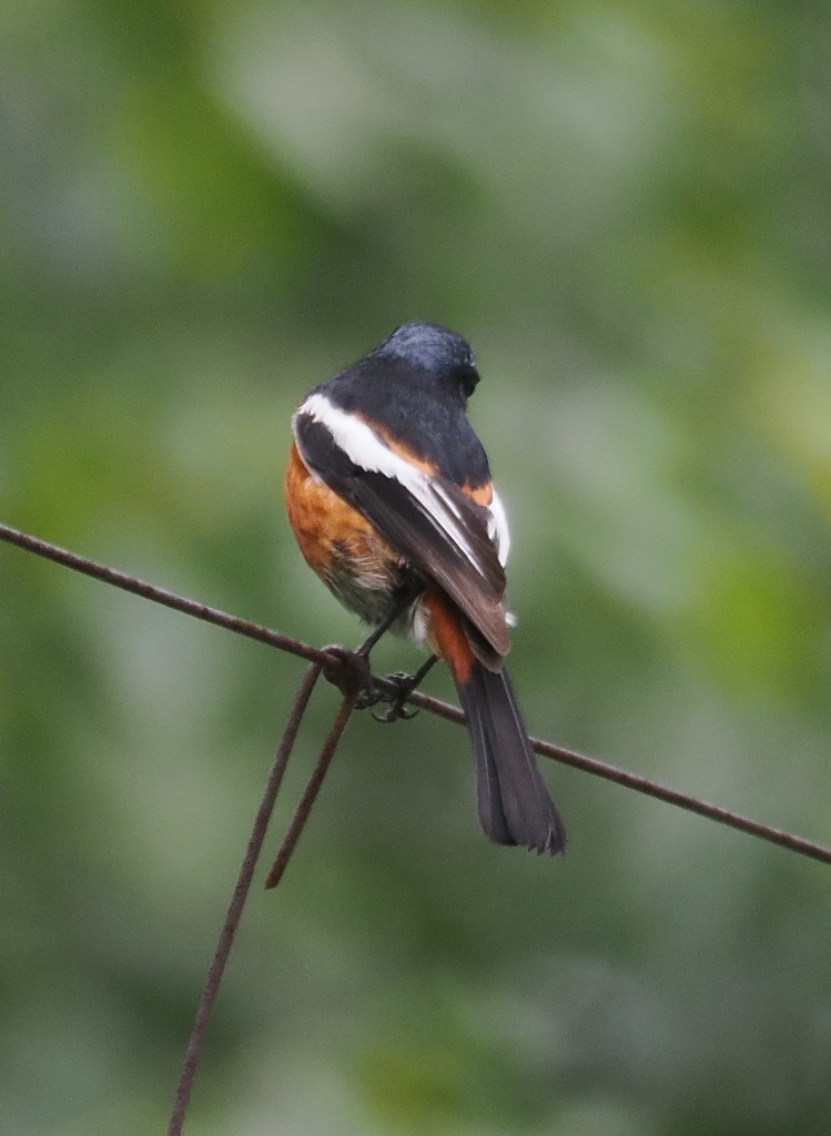 White-throated Redstart - ML643890118