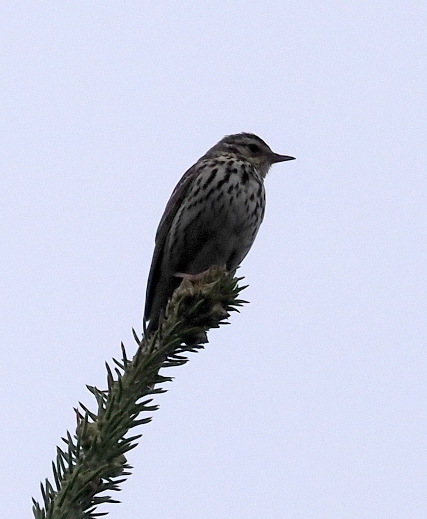 Olive-backed Pipit - ML643890128