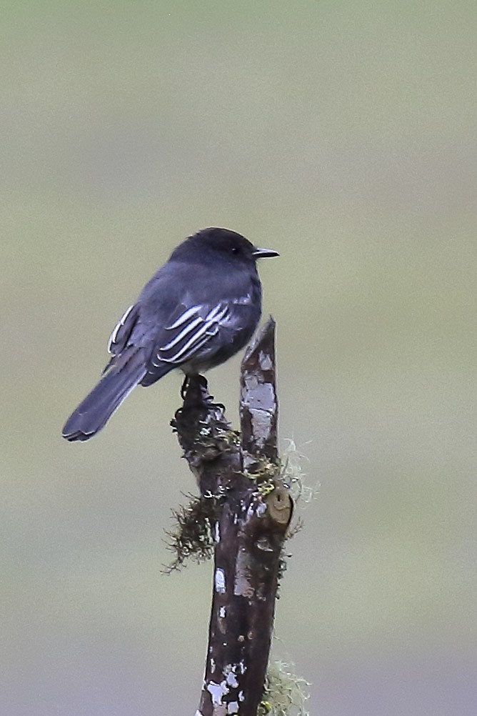 Black Phoebe - ML643890135
