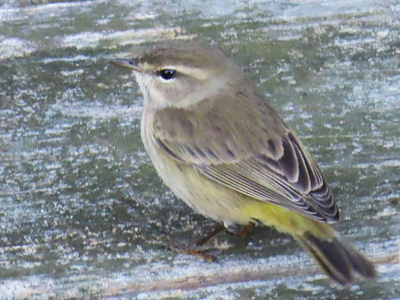 Palm Warbler - ML643890138
