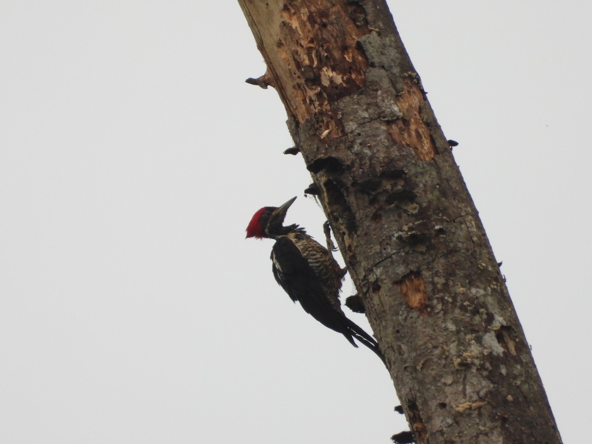 Lineated Woodpecker - ML643890144