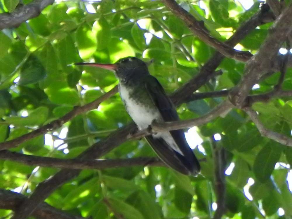 Glittering-throated Emerald - ML643890150