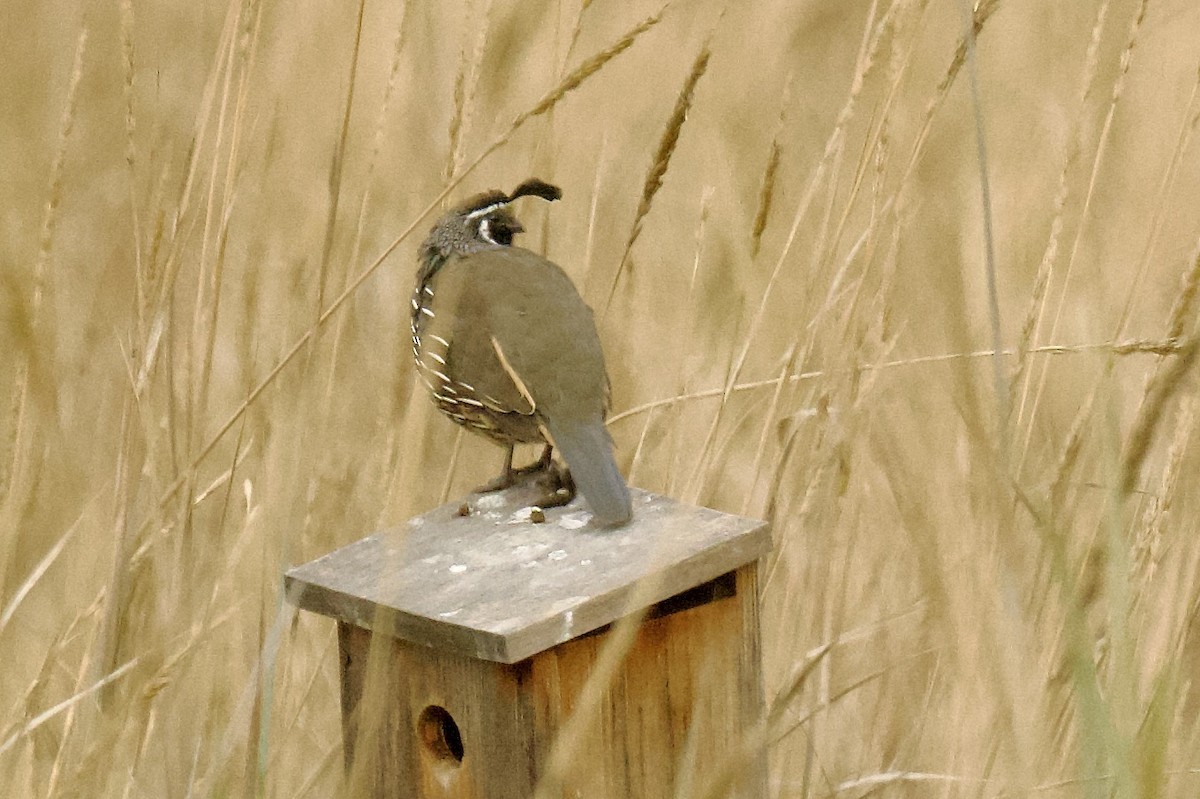 California Quail - ML643890159