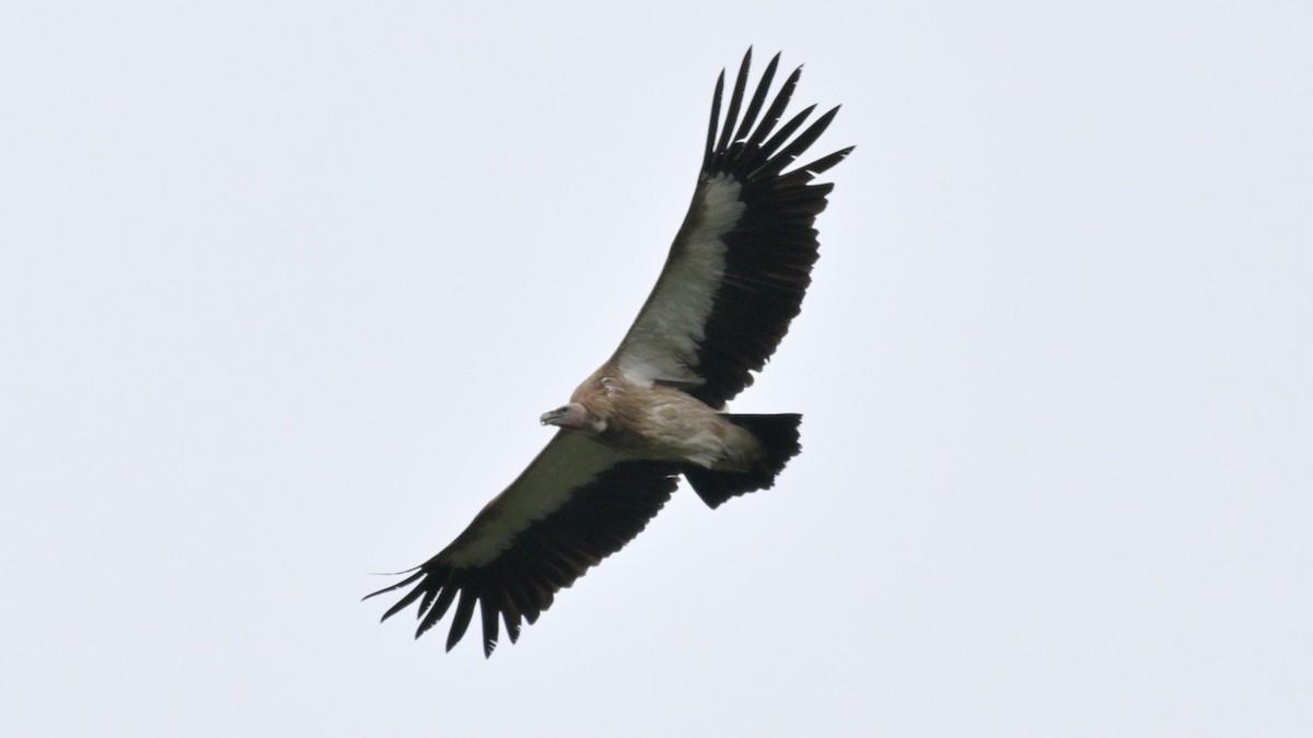 Himalayan Griffon - ML643890200