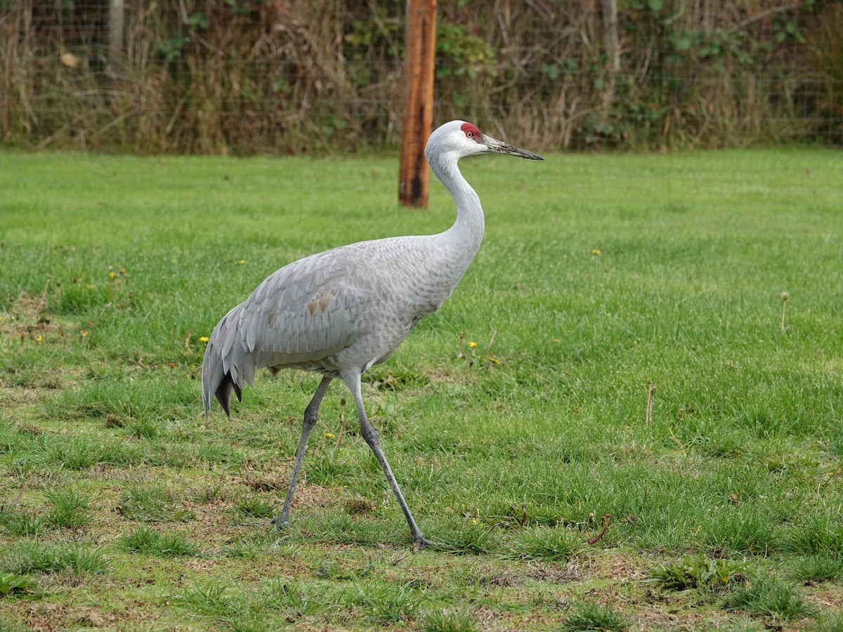 Sandhill Crane - ML643890202