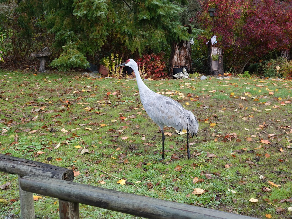Sandhill Crane - ML643890203