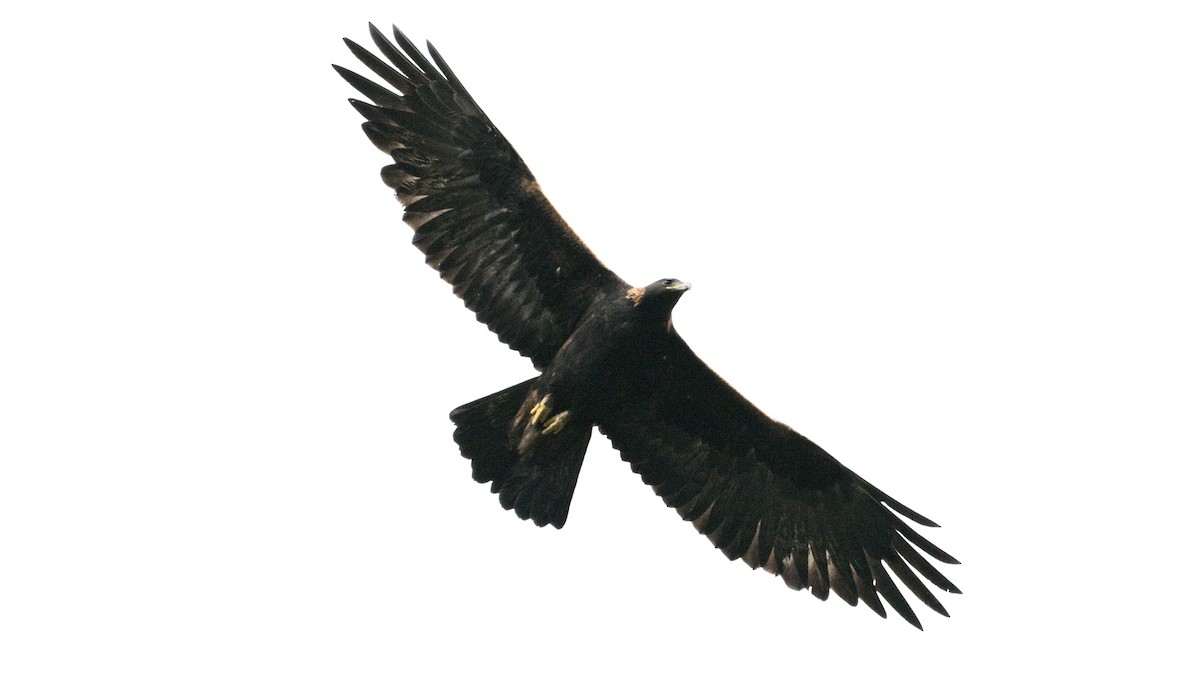 Golden Eagle - ML643890206