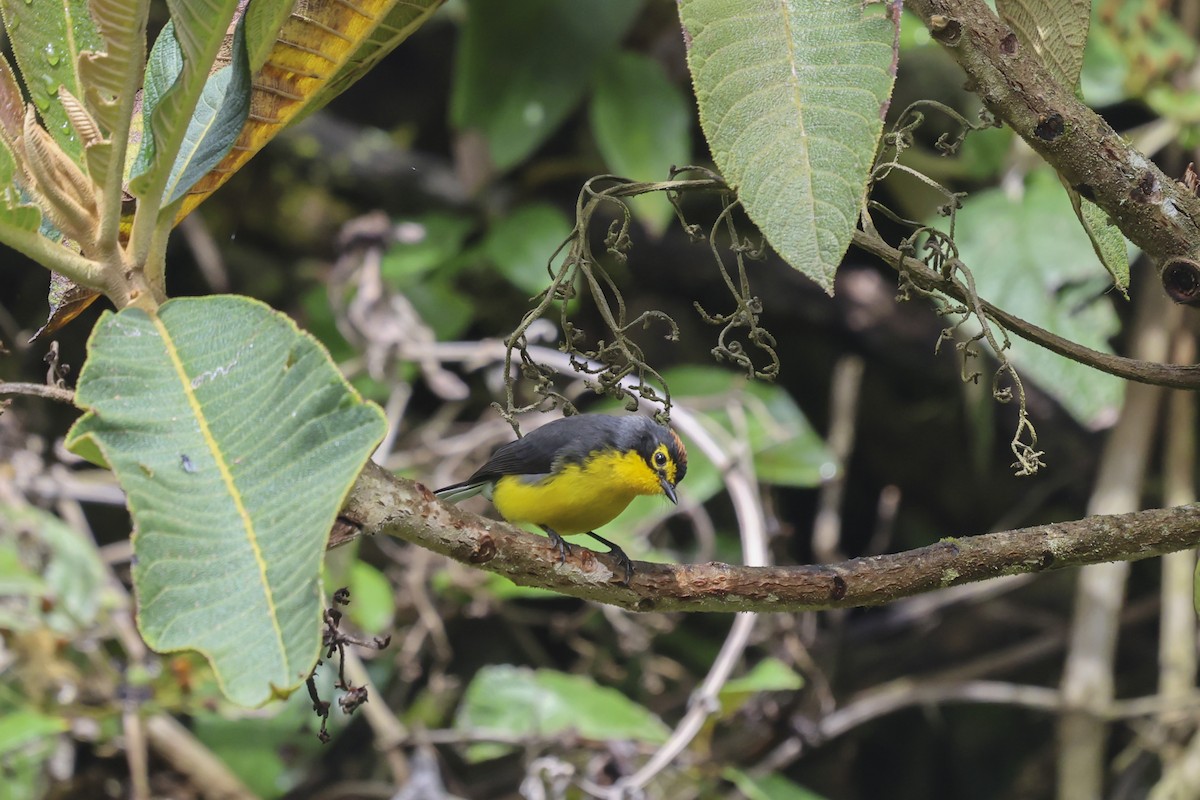 Spectacled Redstart - ML643890207