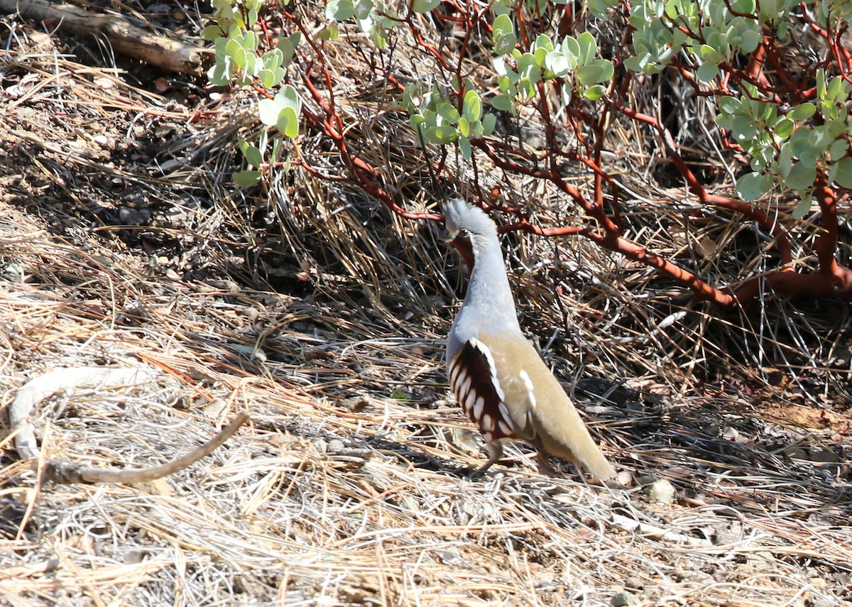 Mountain Quail - ML643890221