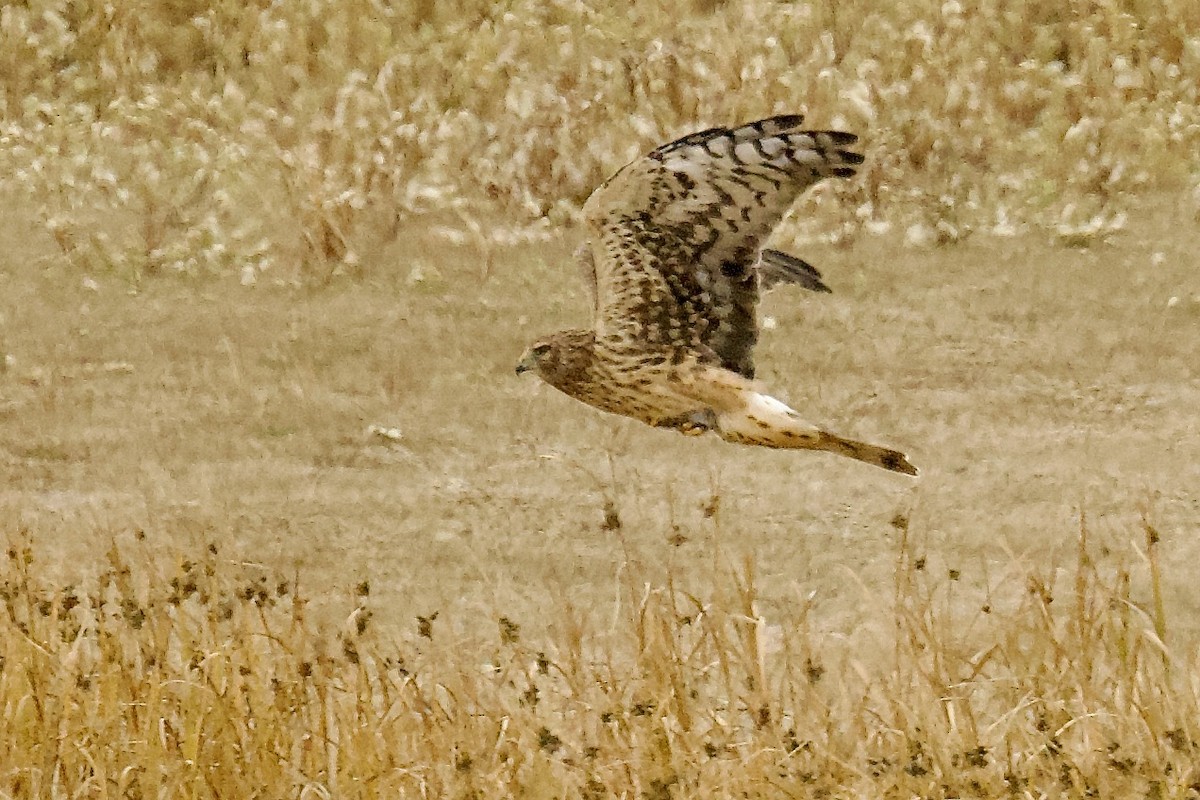 Northern Harrier - ML643890260
