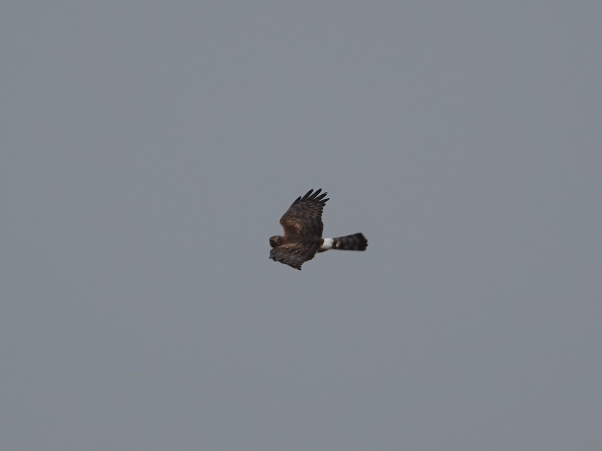 Northern Harrier - ML643890262