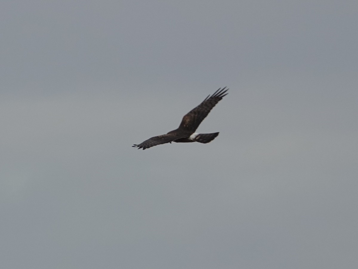 Northern Harrier - ML643890263