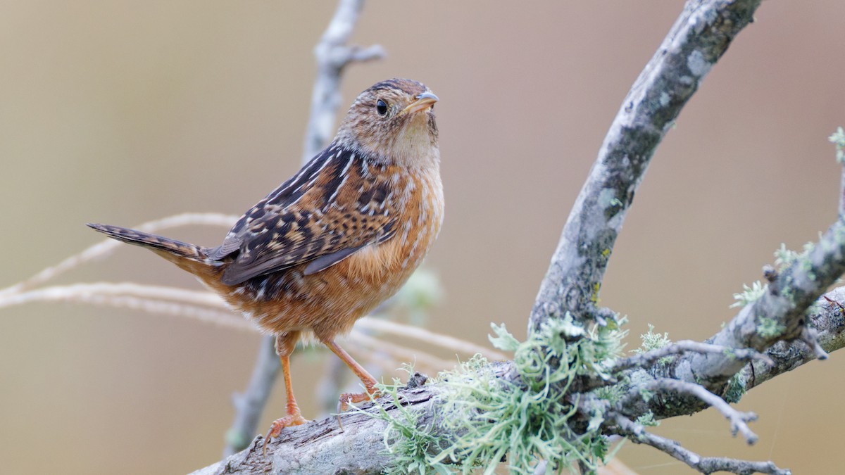 Sedge Wren - ML643890276