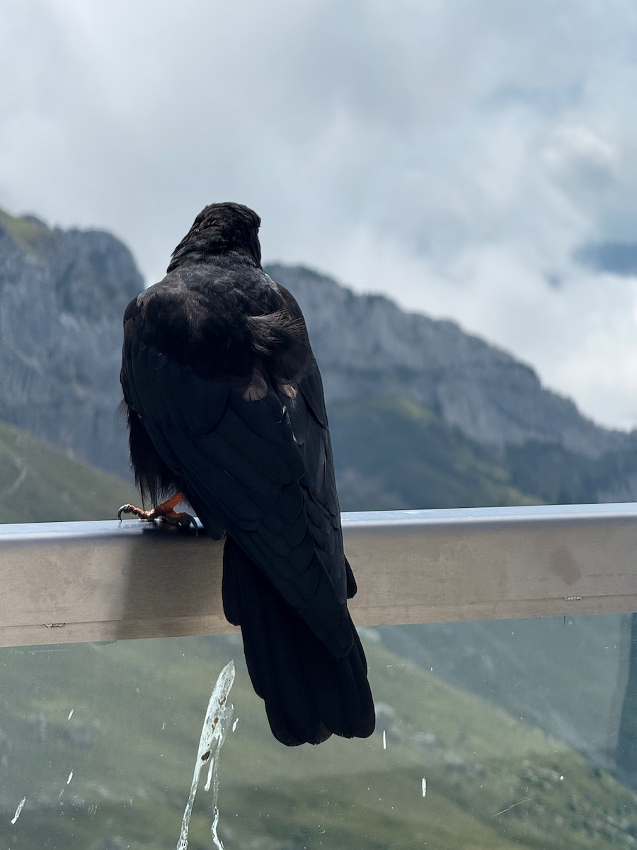 Yellow-billed Chough - ML643890281