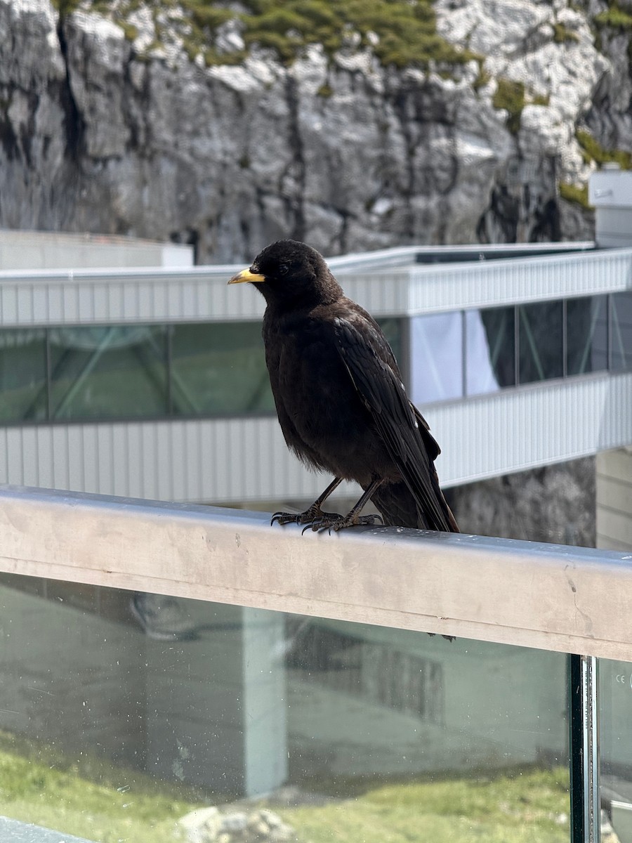 Yellow-billed Chough - ML643890282