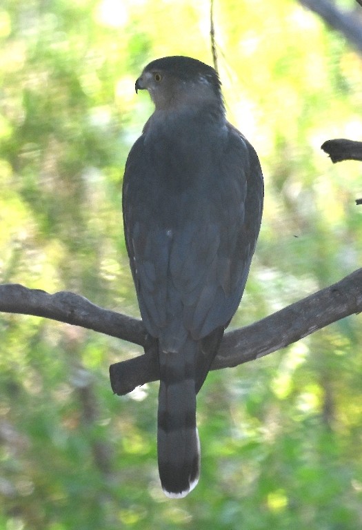 Cooper's Hawk - ML643890292