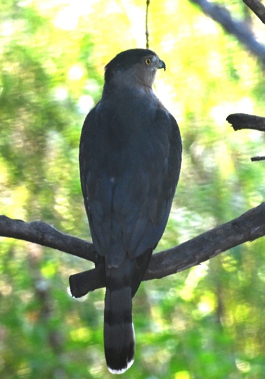 Cooper's Hawk - ML643890293