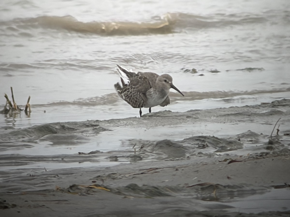 Dunlin - ML643890294