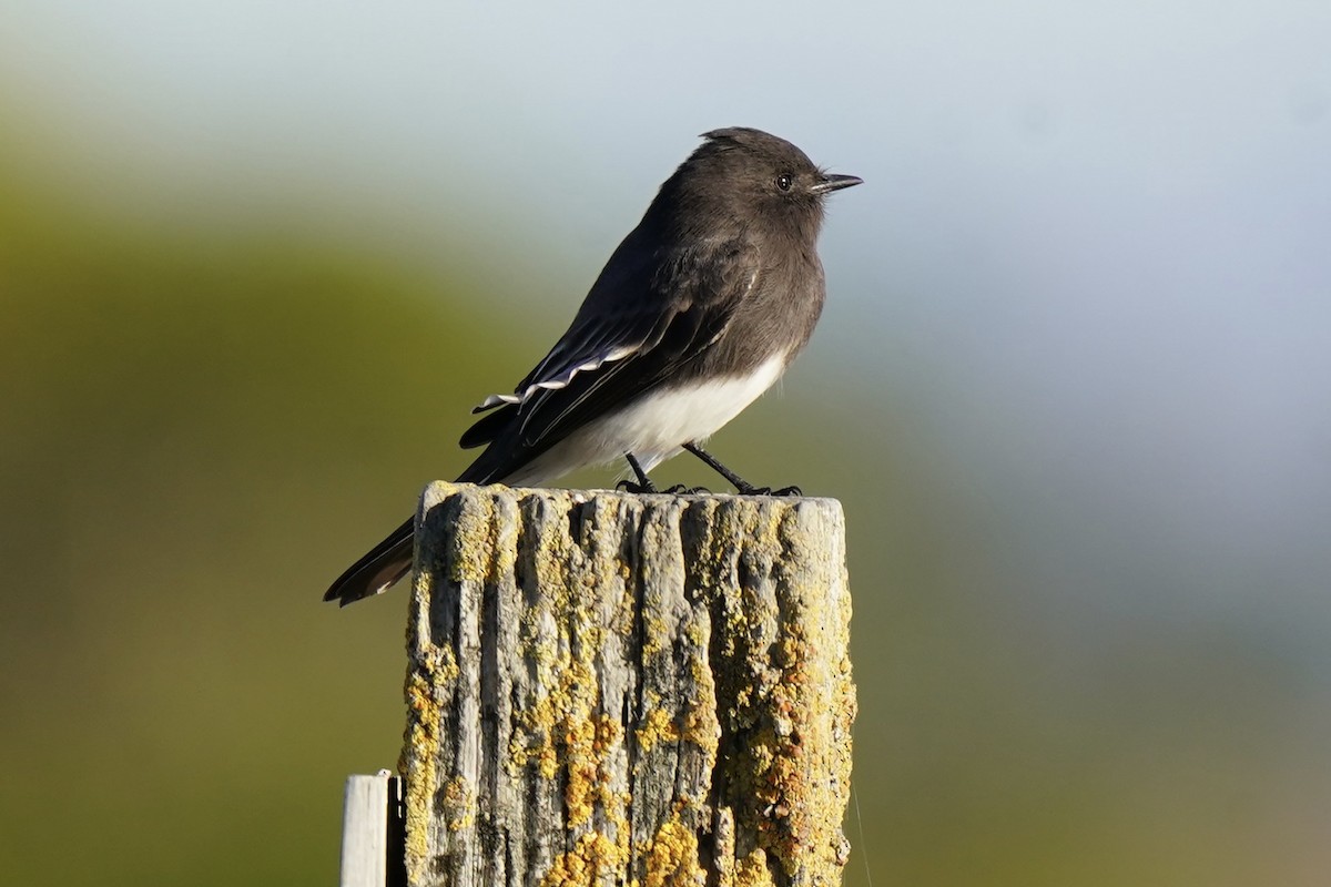 Black Phoebe - ML643890300