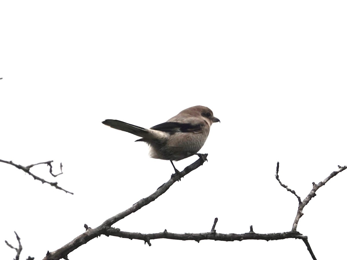 オオモズ - ML643890311