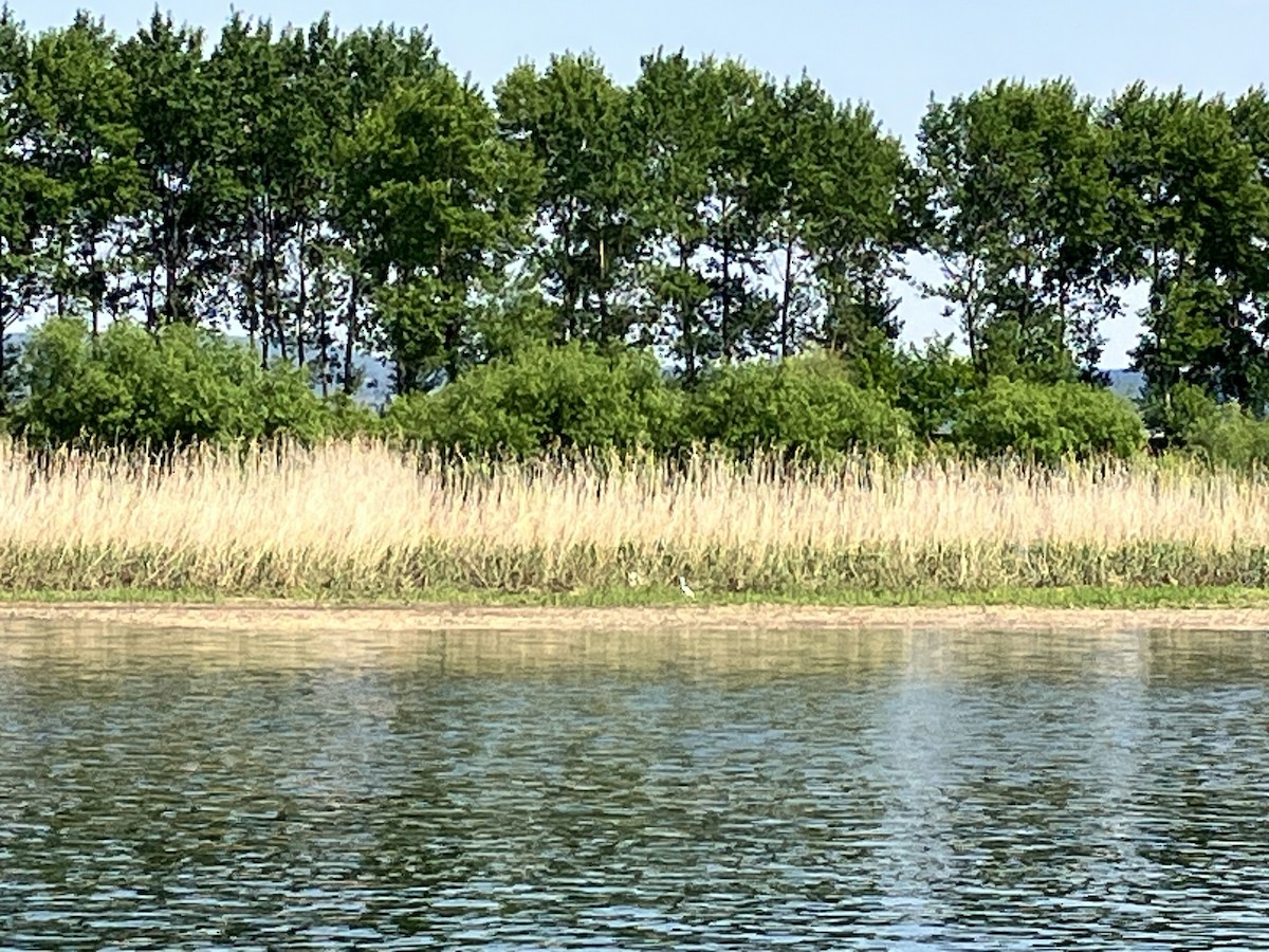Chinese Egret - ML643890316