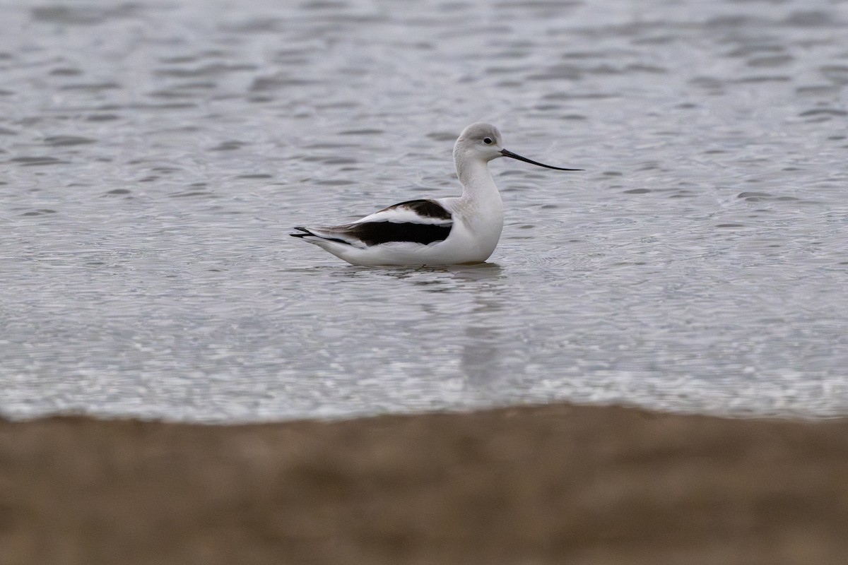 Avocette d'Amérique - ML643890322