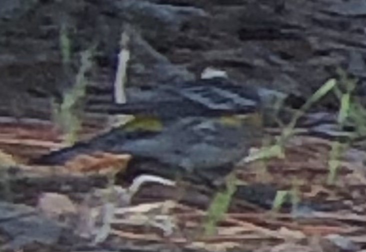 myrteparula (auduboni) (sitronstrupeparula) - ML643890333