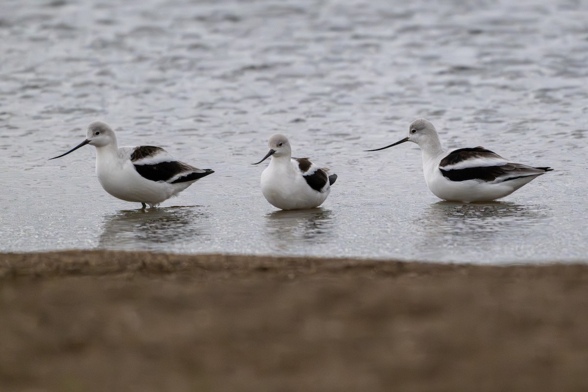 Avocette d'Amérique - ML643890345