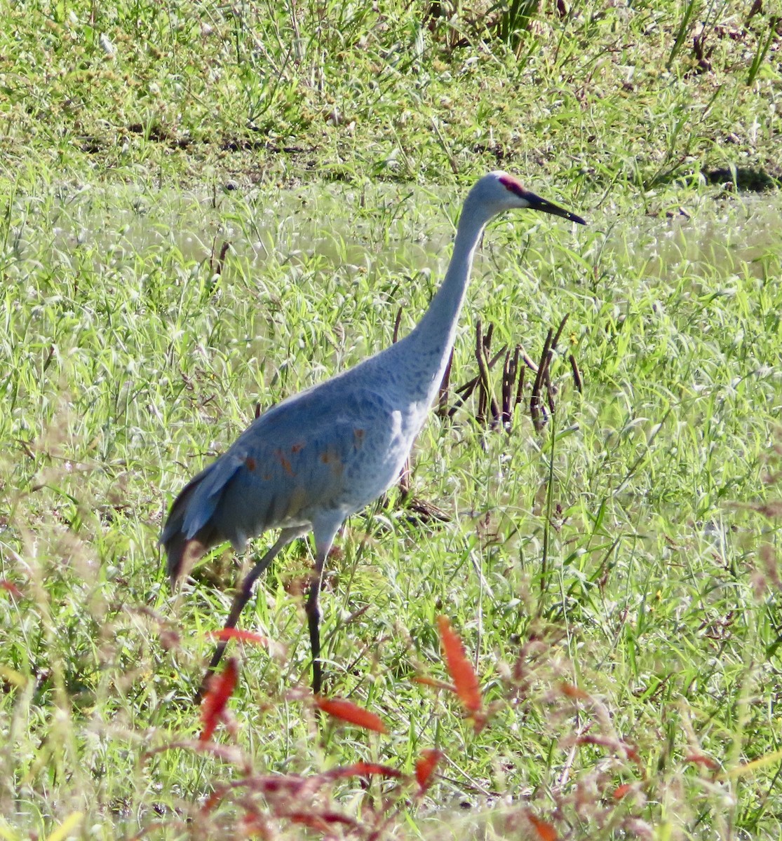 Sandhill Crane - ML643890347