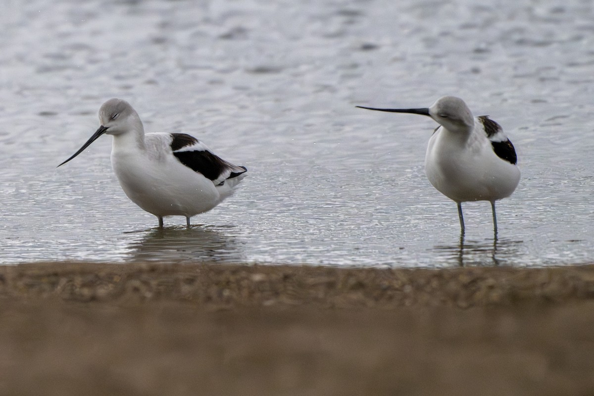 Avocette d'Amérique - ML643890356
