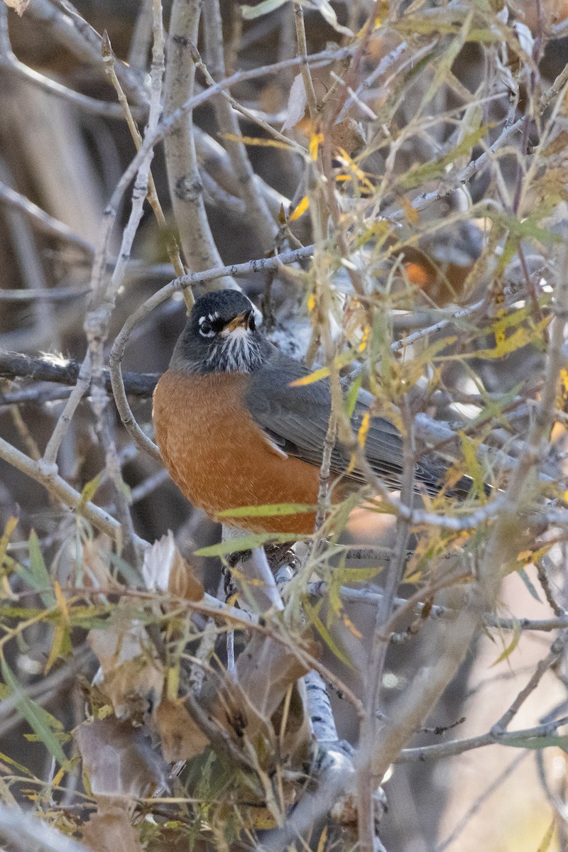 קיכלי נודד - ML643890361