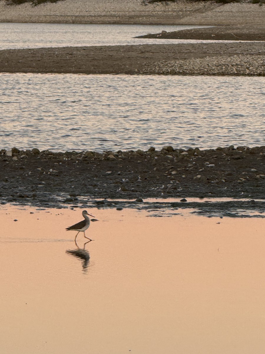 Greater Yellowlegs - ML643890370