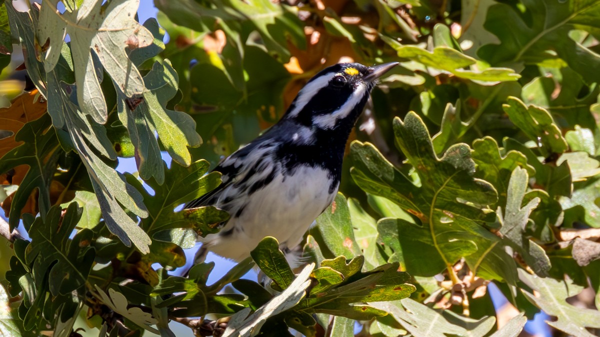 Black-throated Gray Warbler - ML643890373