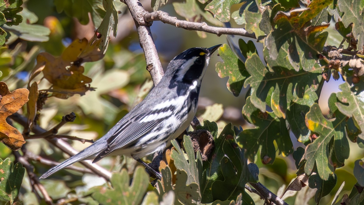 Black-throated Gray Warbler - ML643890374