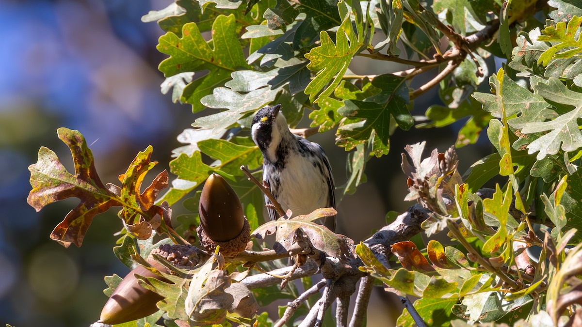 Black-throated Gray Warbler - ML643890375