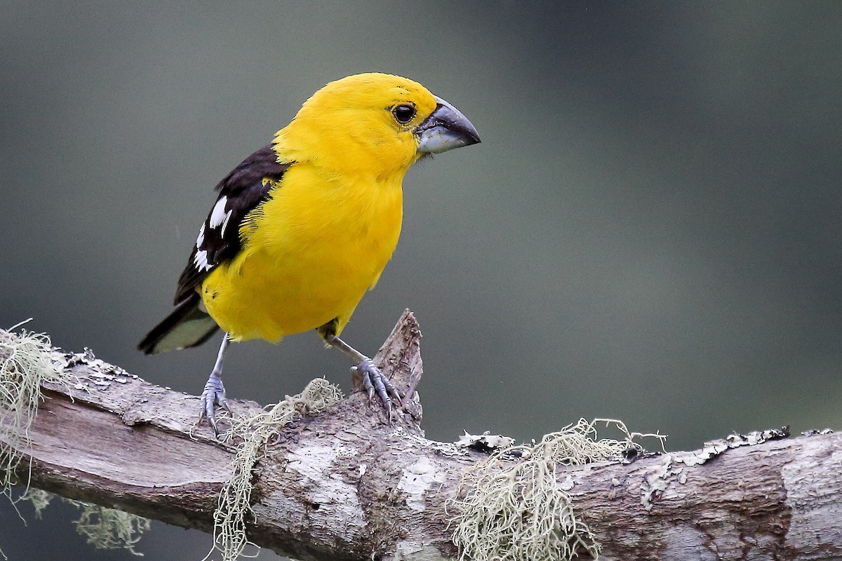 Golden Grosbeak - ML643890380