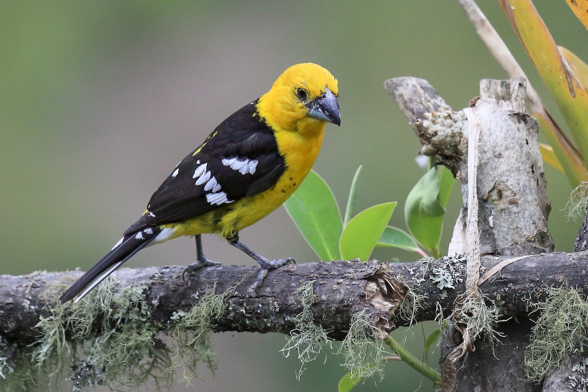 Golden Grosbeak - ML643890381