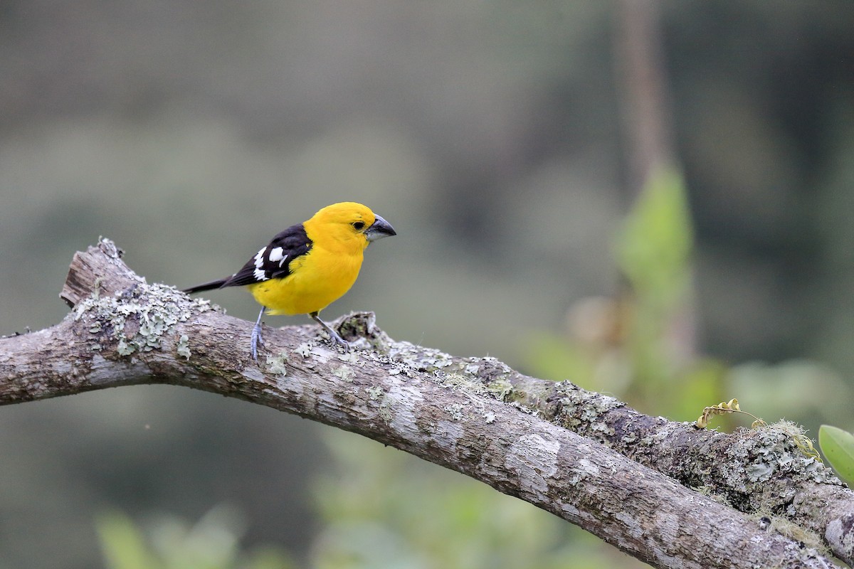 Golden Grosbeak - ML643890382