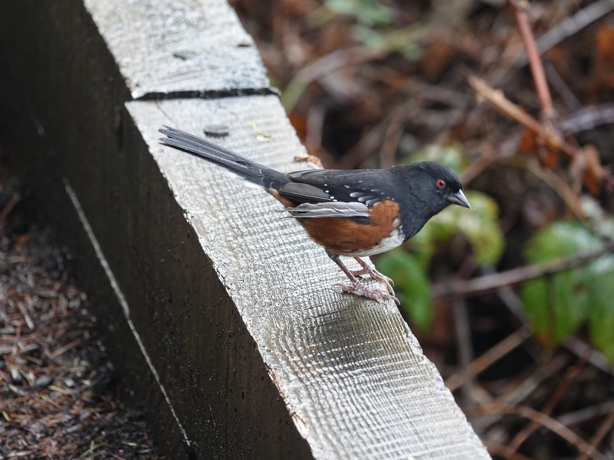 Spotted Towhee - ML643890384