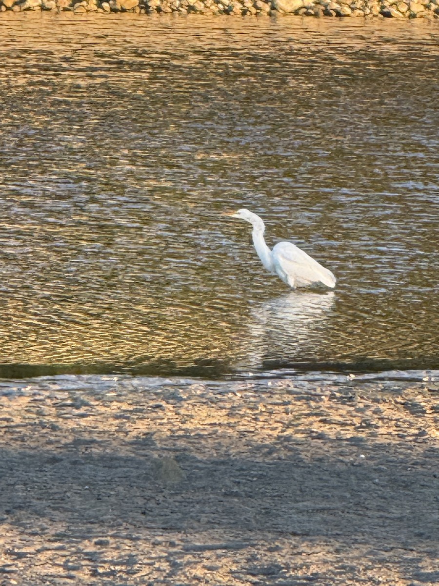 Great Egret - ML643890405
