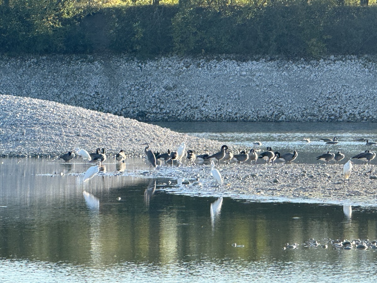 Great Egret - ML643890406