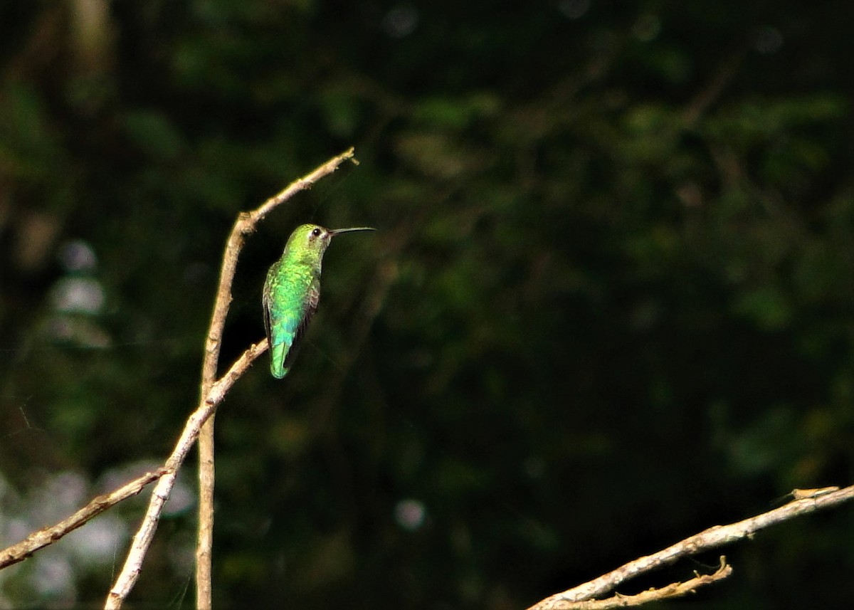 kolibřík zelenoocasý - ML64389041