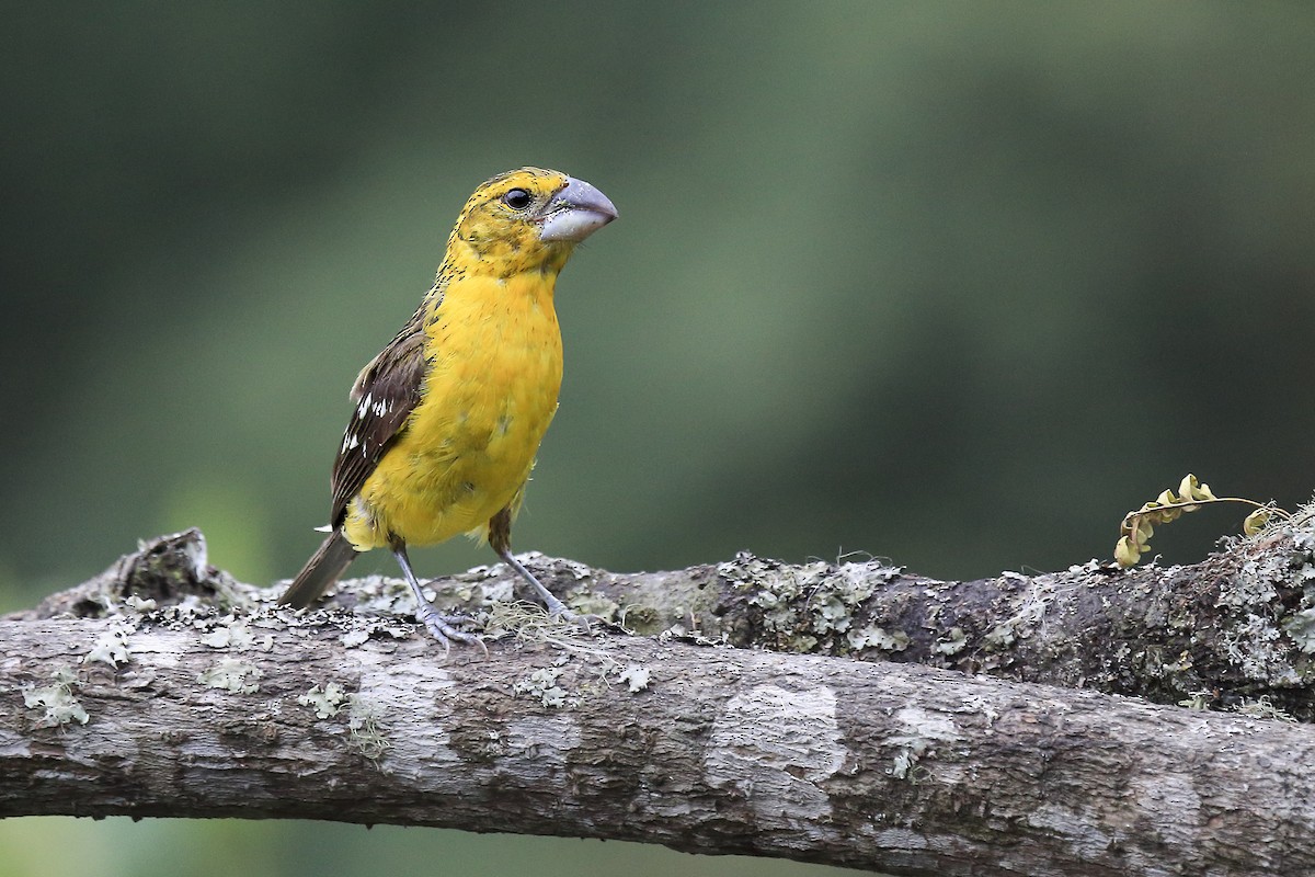 Golden Grosbeak - ML643890422