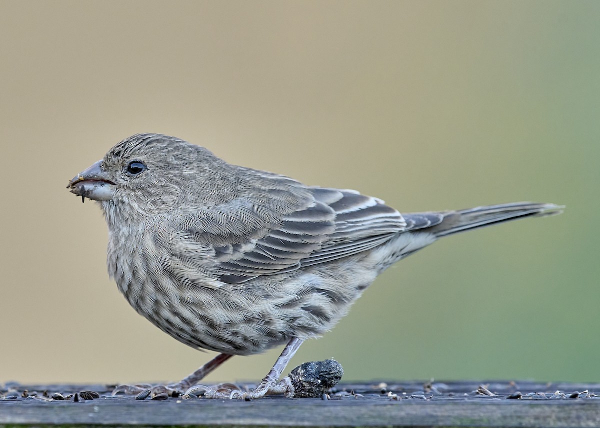 House Finch - ML643890427