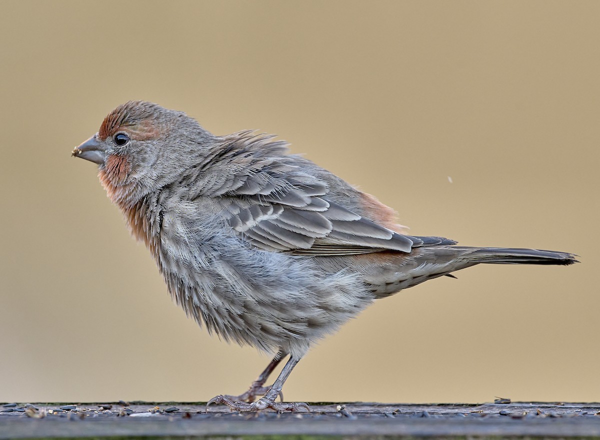 House Finch - ML643890428