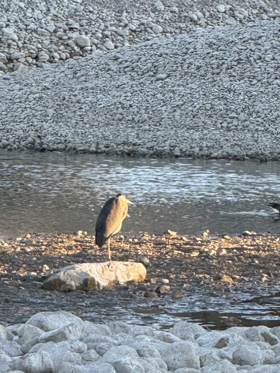 Great Blue Heron - ML643890437