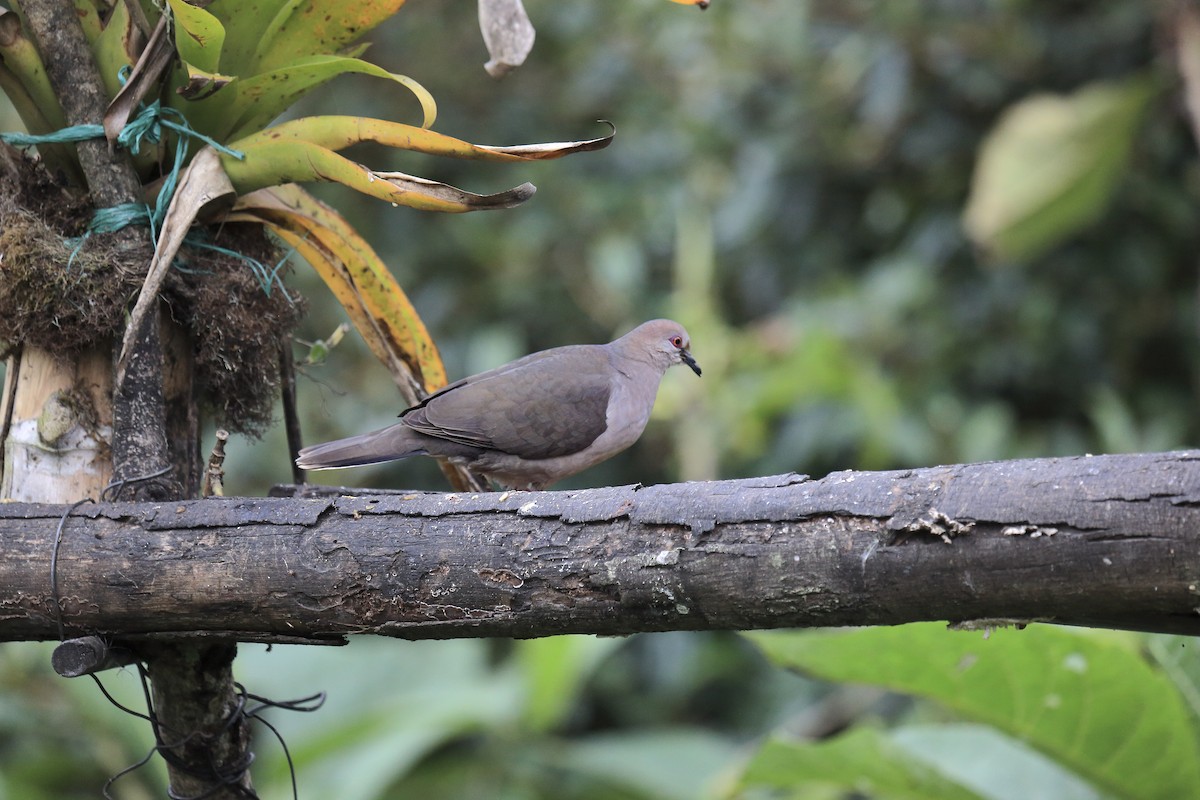 White-tipped Dove - ML643890444