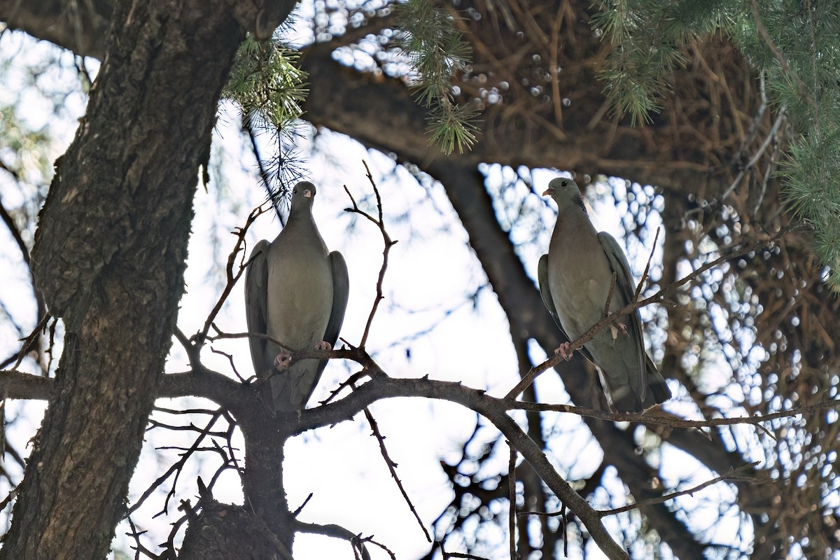Common Wood-Pigeon - ML643890508