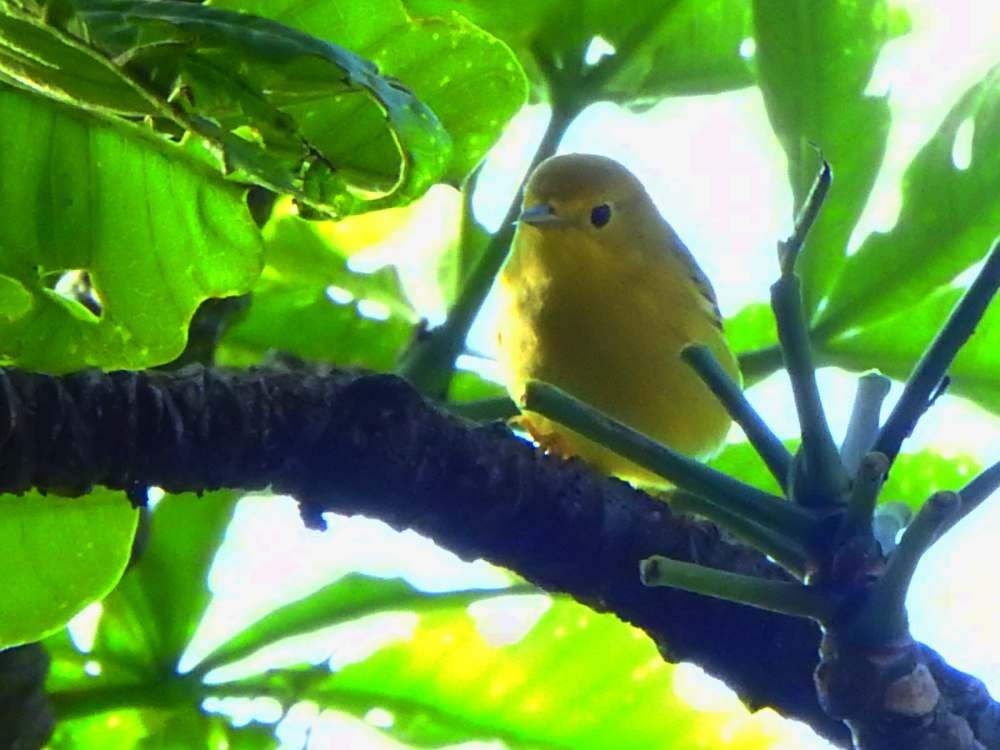 Yellow Warbler (Northern) - ML643890518