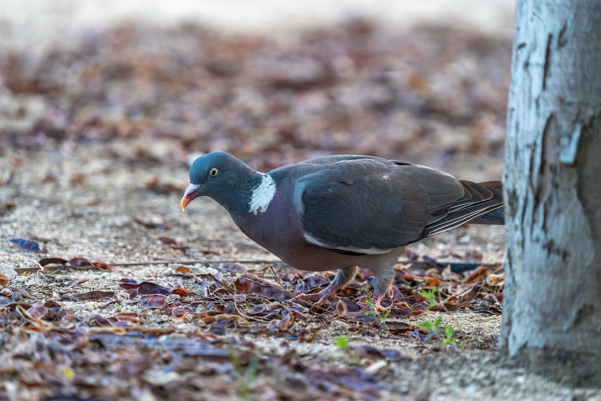 Common Wood-Pigeon - ML643890520